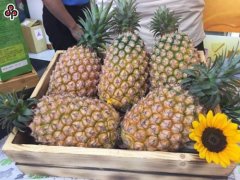opebet电竞官网:台媒：台出口大陆菠萝占总出口量9成、年产值近